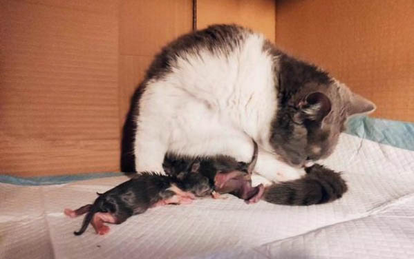 小猫咪刚到新家应该怎么养好