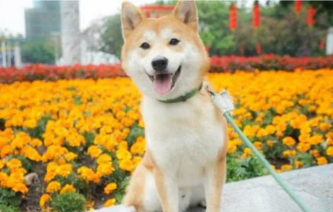 豆柴犬和柴犬的区别