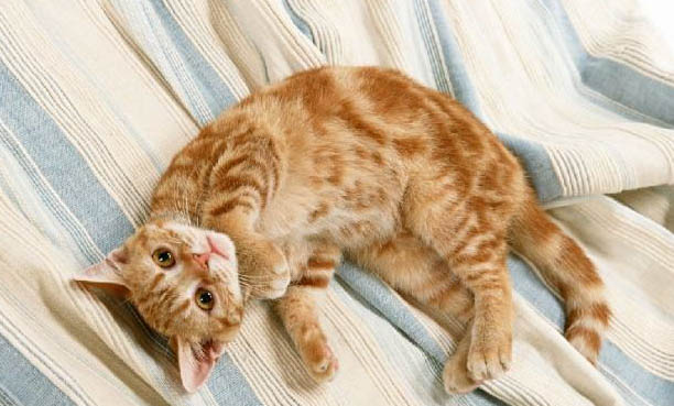 猫咪掉胡子是怎么回事