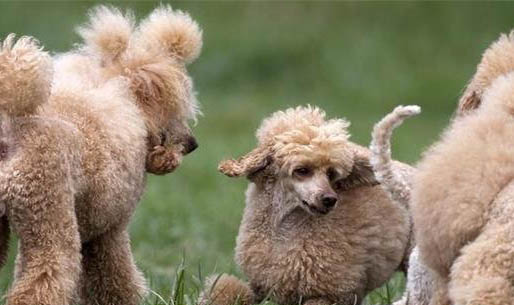 纯种贵宾犬有几种颜色