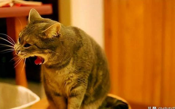 猫咪鼻炎的症状都有哪些