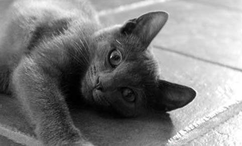 怎么安抚坐车害怕的猫咪