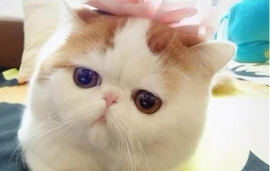 小猫吐了是什么原因