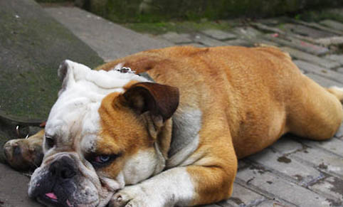 狗缺钙的症状是什么