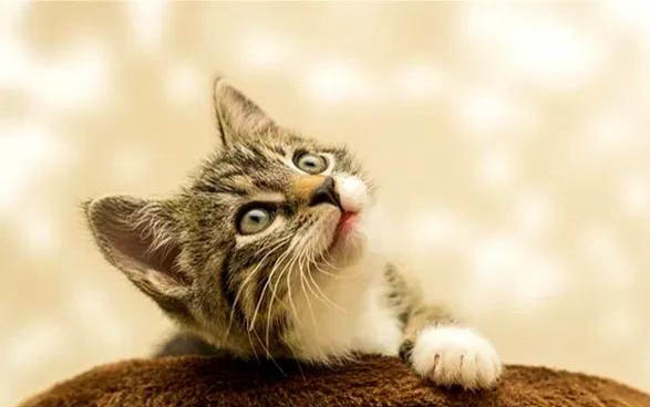 小猫怕黑吗