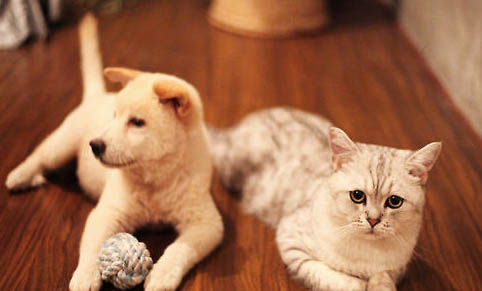 请问猫咪呕吐的原因及处理方法？