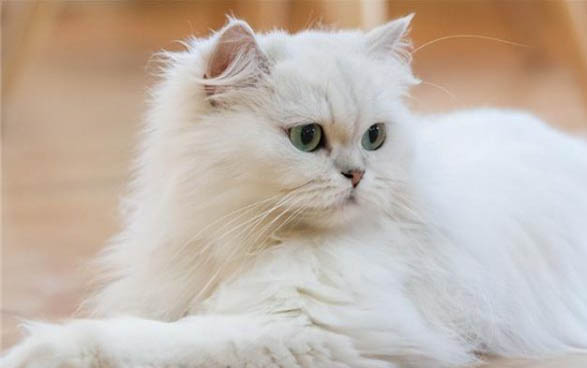 治疗猫急性肾衰竭的药有哪些
