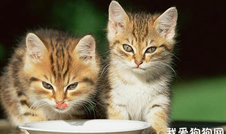 猫咪经常吐未消化猫粮是什么原因
