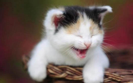 养猫对人的危害有哪些