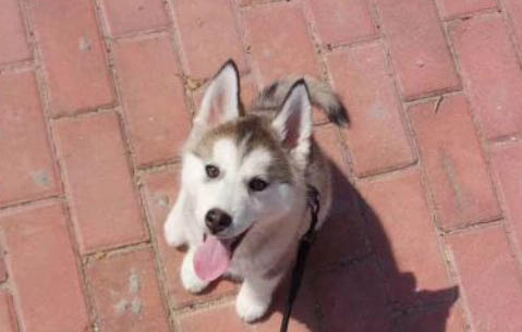 12磅猫粮能吃多久?