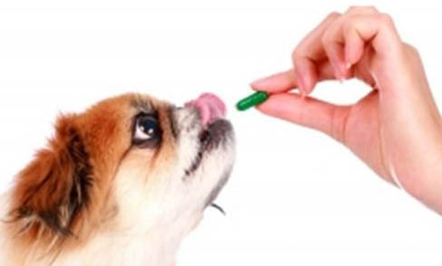 狗狗咳嗽可以喝小儿止咳糖浆吗
