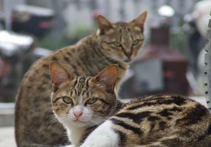 绿眼睛狸花猫是上品的原因
