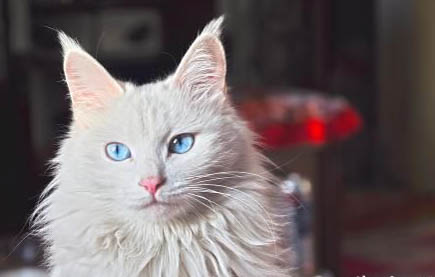 长毛猫几个月开始爆毛啊!