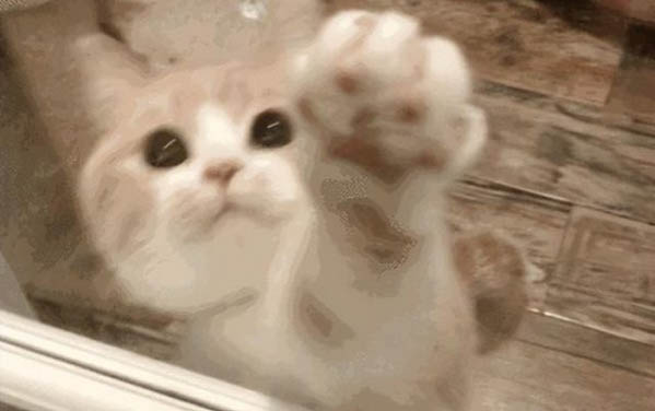 上海买美短猫的猫舍