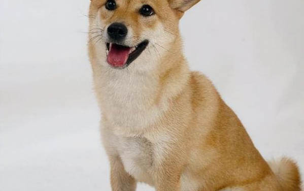 狗血统证书怎么查真伪