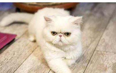 猫口臭怎么办