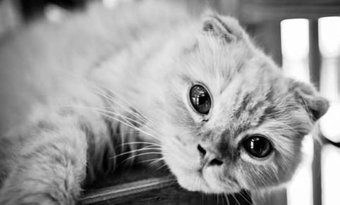 猫咪偶尔拉稀正常吗?