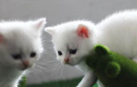 两个月的小奶猫独自流浪能存活下来吗?