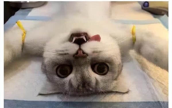关于猫咪需要磨牙?