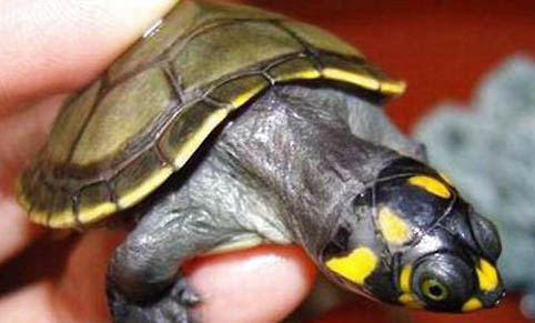黄头侧颈龟多长时间喂一次