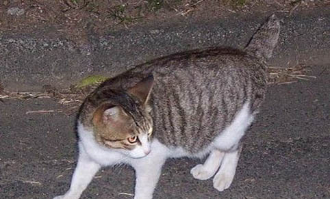 猫咪感冒药多少钱