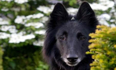 英国古代牧羊犬需要打狂犬疫苗吗