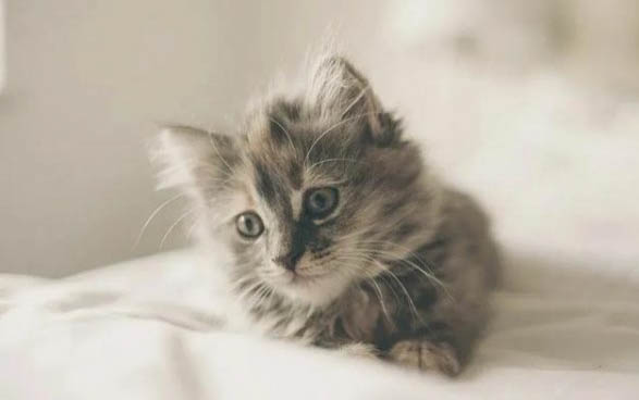 猫咪绝育手术后得了猫传腹