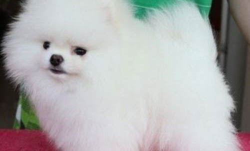 博美要吃多久的钙片?