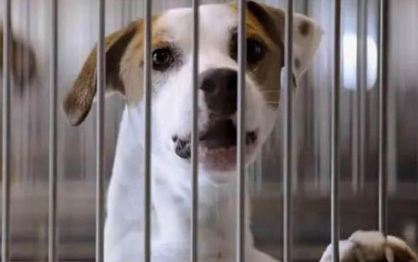 初次买狗注意事项