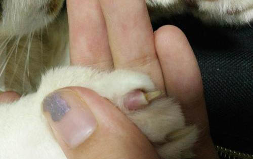 猫咪洗澡过了几天死了是为啥