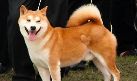日本秋田犬老喝水的原因及处理方法