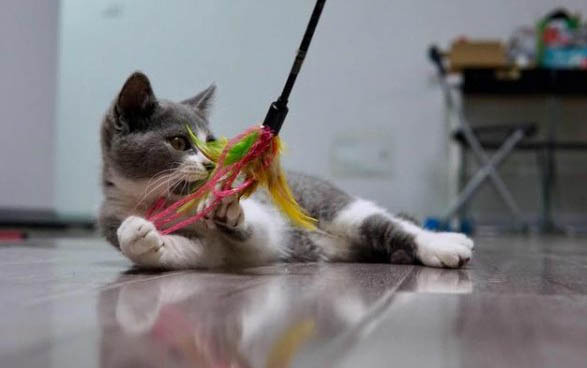 逗猫棒的制作方法