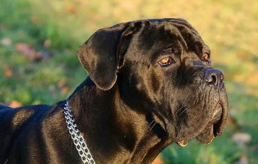 你知道养卡斯罗犬七大禁忌有哪些吗