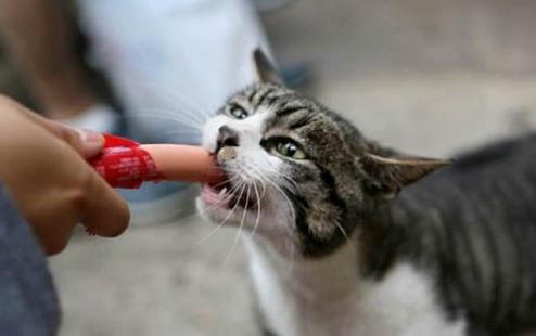 猫咪经常安慰人的动作有哪些?