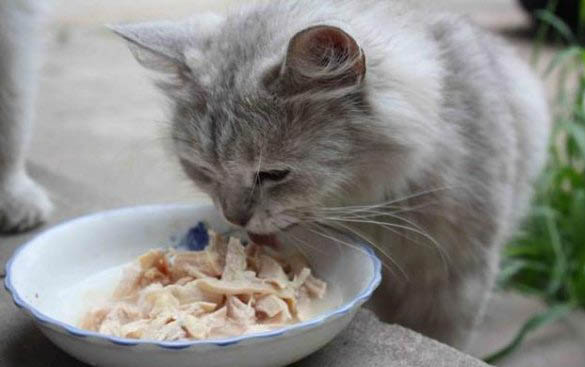 小猫几个月可以开始驱虫呢?