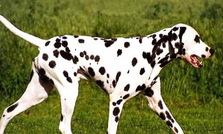 白色斑点狗多少钱一只