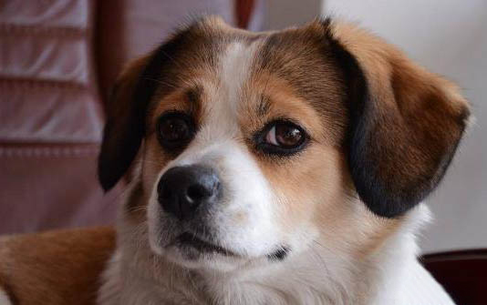 狗狗吐血呕吐不吃东西是怎么了