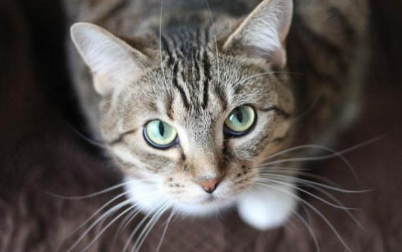 猫咪耳朵热热的为什么