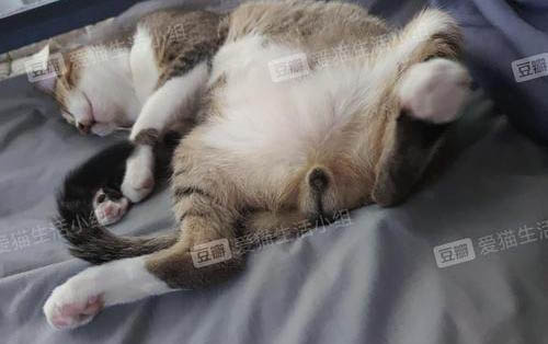 猫吃什么清热解火?
