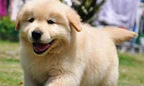 金毛得了犬瘟 一般多久会好