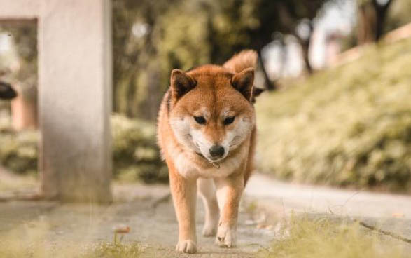 哪里买狗比较靠谱