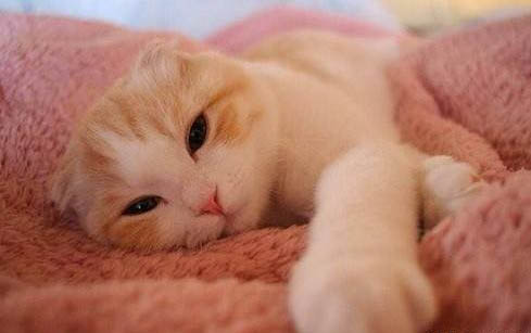请问猫咪呕吐的原因及处理方法?