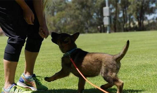 幼犬狗粮哪个牌子好