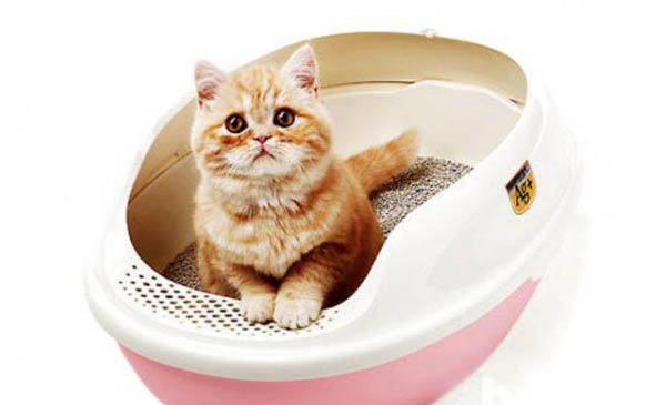 小猫得猫癣怎么办呢?