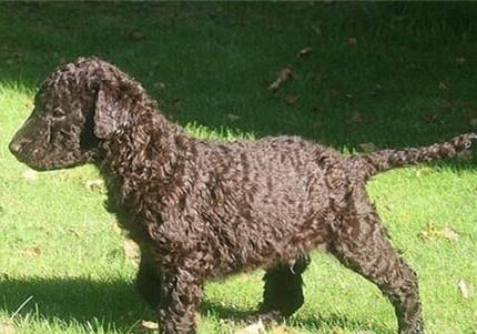 卷毛比熊犬多少钱一只