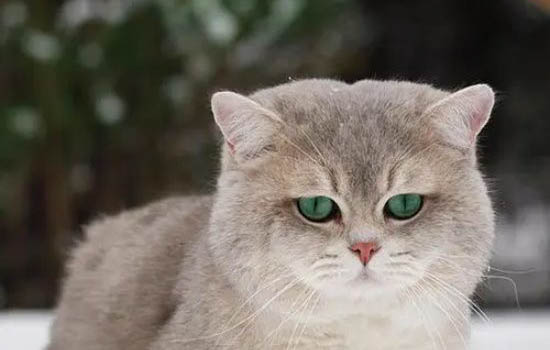猫咪体检项目有哪些