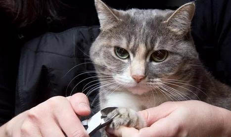 没睁眼的小猫眼睛肿了还流脓是怎么了