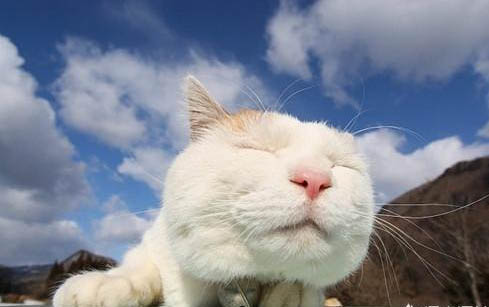 两个半月的猫咪每天应该怎么喂食？