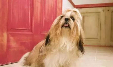 拉萨犬脾脏大的原因及处理方法