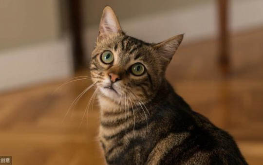 小猫多大的时候用猫砂盆